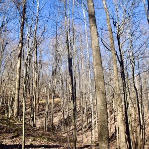 Photo #34 of Off Adventure Mountain Trail , Montvale, VA 216.9 acres