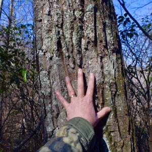 Photo #36 of Off Adventure Mountain Trail , Montvale, VA 216.9 acres
