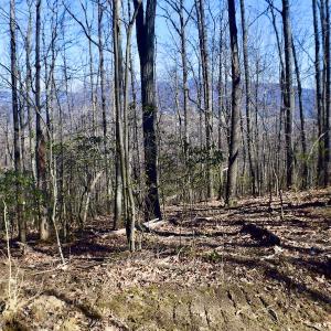 Photo #40 of Off Adventure Mountain Trail , Montvale, VA 216.9 acres