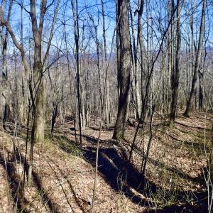 Photo #42 of Off Adventure Mountain Trail , Montvale, VA 216.9 acres