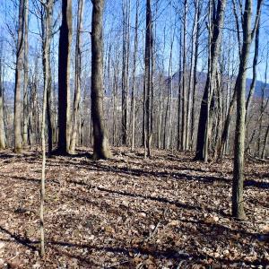 Photo #44 of Off Adventure Mountain Trail , Montvale, VA 216.9 acres