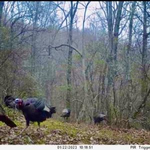 Photo #47 of Off Adventure Mountain Trail , Montvale, VA 216.9 acres