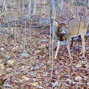 Photo #48 of Off Adventure Mountain Trail , Montvale, VA 216.9 acres