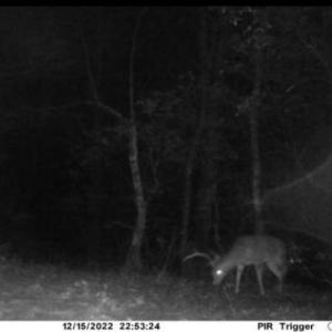 Photo #50 of Off Adventure Mountain Trail , Montvale, VA 216.9 acres