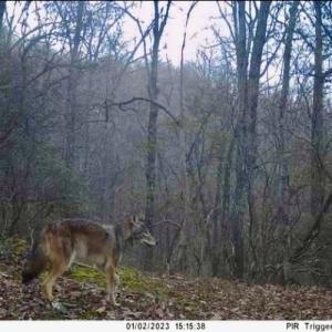 Photo #51 of Off Adventure Mountain Trail , Montvale, VA 216.9 acres
