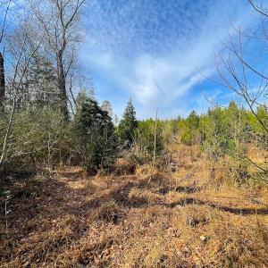 Photo #19 of Off Rolfe Hwy, Surry, VA 33.7 acres