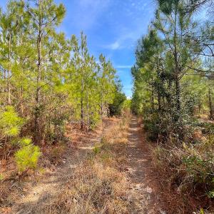 Photo #22 of Off Rolfe Hwy, Surry, VA 33.7 acres