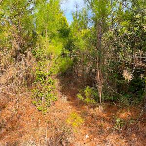 Photo #23 of SOLD property in Off Rolfe Hwy, Surry, VA 33.7 acres