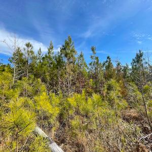 Photo #24 of Off Rolfe Hwy, Surry, VA 33.7 acres