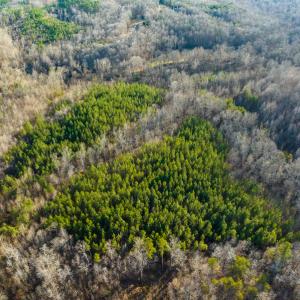 Photo #2 of SOLD property in Off Wilson Rd, Providence, NC 91.3 acres