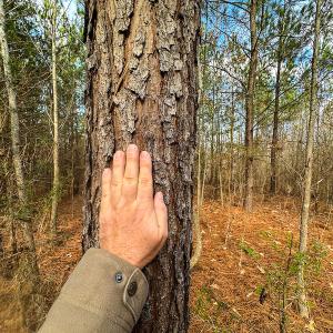 Photo #20 of SOLD property in Off Wilson Rd, Providence, NC 91.3 acres