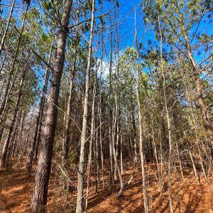 Photo #32 of SOLD property in Off Wilson Rd, Providence, NC 91.3 acres