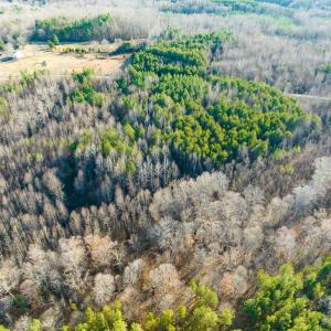 Photo #42 of SOLD property in Off Wilson Rd, Providence, NC 91.3 acres