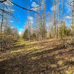 Photo #47 of SOLD property in Off Wilson Rd, Providence, NC 91.3 acres