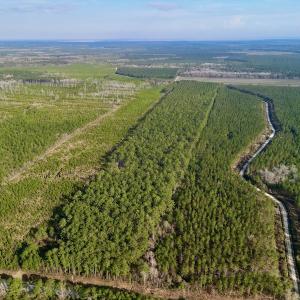 Photo #21 of SOLD property in Off Adams Creek Rd, Havelock, NC 43.1 acres