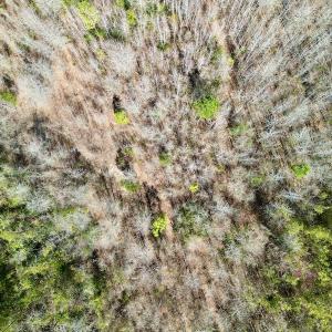 Photo #31 of SOLD property in Off Sherman Road, Maxton, NC 41.4 acres