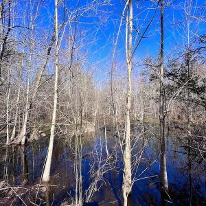 Photo #37 of SOLD property in Off Sherman Road, Maxton, NC 41.4 acres