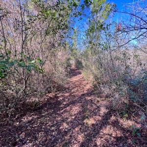 Photo #38 of SOLD property in Off Sherman Road, Maxton, NC 41.4 acres