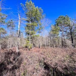 Photo #41 of SOLD property in Off Sherman Road, Maxton, NC 41.4 acres