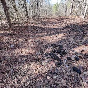 Photo #45 of SOLD property in Off Sherman Road, Maxton, NC 41.4 acres