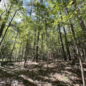 Photo #1 of SOLD property in Off Sims Bridge Road , Kittrell, NC 36.2 acres