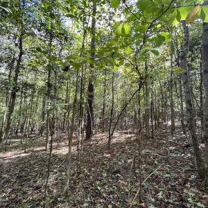 Photo #11 of SOLD property in Off Sims Bridge Road , Kittrell, NC 36.2 acres