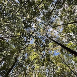 Photo #12 of Off Sims Bridge Road , Kittrell, NC 36.2 acres