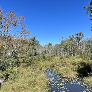 Photo #14 of Off Sims Bridge Road , Kittrell, NC 36.2 acres