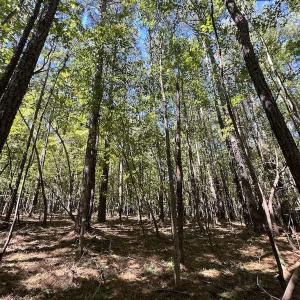 Photo #2 of Off Sims Bridge Road , Kittrell, NC 36.2 acres