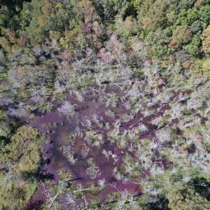 Photo #22 of Off Sims Bridge Road , Kittrell, NC 36.2 acres
