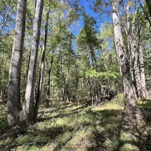 Photo #4 of SOLD property in Off Sims Bridge Road , Kittrell, NC 36.2 acres
