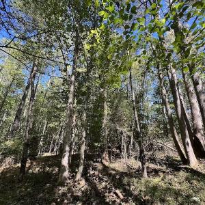 Photo #6 of Off Sims Bridge Road , Kittrell, NC 36.2 acres