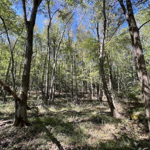 Photo #7 of SOLD property in Off Sims Bridge Road , Kittrell, NC 36.2 acres