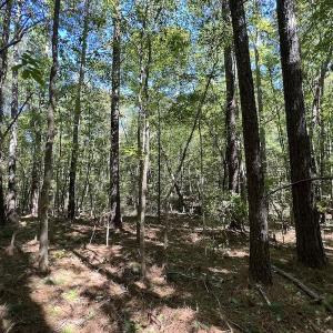 Photo #8 of SOLD property in Off Sims Bridge Road , Kittrell, NC 36.2 acres