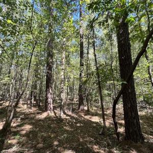 Photo #9 of Off Sims Bridge Road , Kittrell, NC 36.2 acres