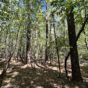 Photo #9 of SOLD property in Off Sims Bridge Road , Kittrell, NC 36.2 acres