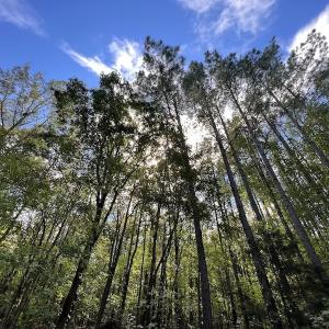 Photo #10 of Off Lunbar Court , Kittrell, NC 32.5 acres