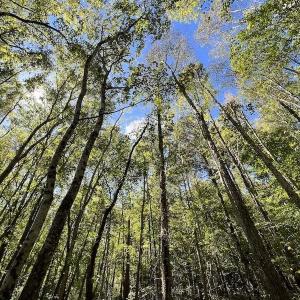 Photo #6 of Off Lunbar Court , Kittrell, NC 32.5 acres