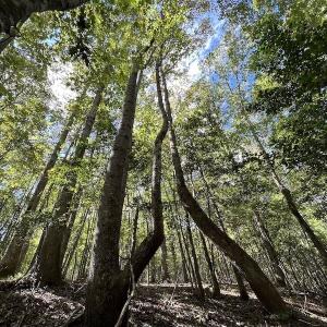 Photo #7 of Off Lunbar Court , Kittrell, NC 32.5 acres