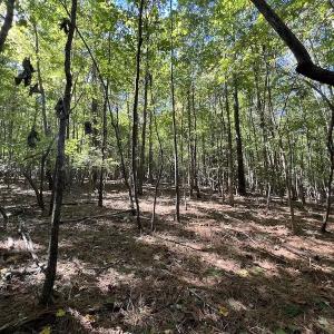 Photo #8 of Off Lunbar Court , Kittrell, NC 32.5 acres