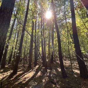 Photo #9 of Off Lunbar Court , Kittrell, NC 32.5 acres