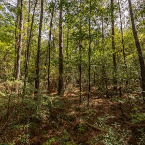 Photo #8 of SOLD property in Off Toon Road , Whiteville , NC 10.5 acres