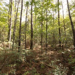 Photo #9 of SOLD property in Off Toon Road , Whiteville , NC 10.5 acres