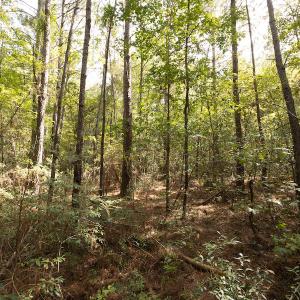 Photo #9 of SOLD property in Off Toon Road , Whiteville , NC 10.5 acres