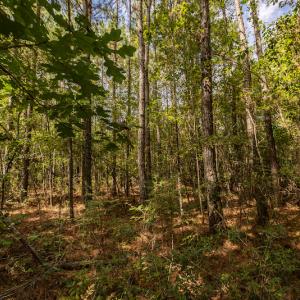 Photo #10 of SOLD property in Off Toon Road , Whiteville , NC 10.5 acres