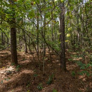 Photo #11 of SOLD property in Off Toon Road , Whiteville , NC 10.5 acres
