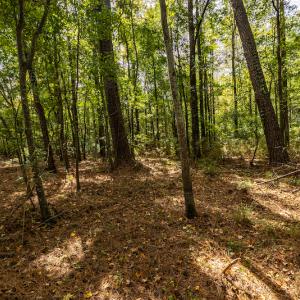 Photo #12 of SOLD property in Off Toon Road , Whiteville , NC 10.5 acres