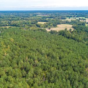Photo #5 of SOLD property in Off Toon Road , Whiteville , NC 10.5 acres