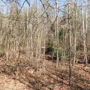 Photo #13 of Off Lancer Ln. / Tbd A.L. Philpott Hwy (Hwy 58), Martinsville, VA 32.9 acres