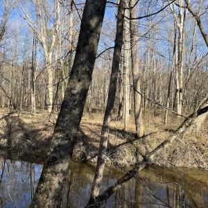 Photo #26 of SOLD property in Off Odell Littleton Road , Littleton , NC 200.0 acres